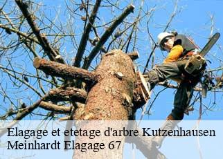 Elagage et etetage d'arbre  kutzenhausen-67250 Meinhardt Elagage 67 