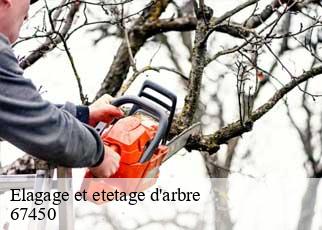 Elagage et etetage d'arbre  67450